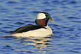 Bufflehead